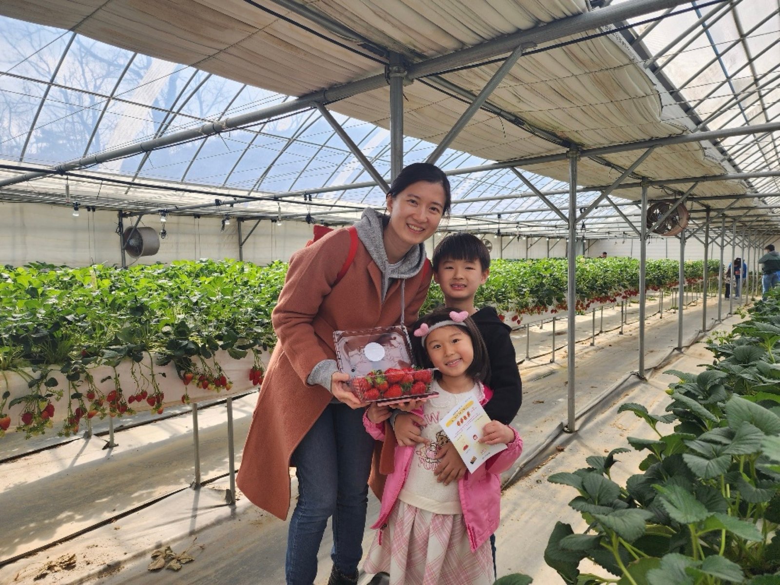 한국 딸기 농장에서 수확 체험을 하는 모습